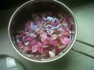 Einfache Herstellung von Hydrolat: Rosenwasser aus handgepflückten Blüten der rosa gallica officinalis
